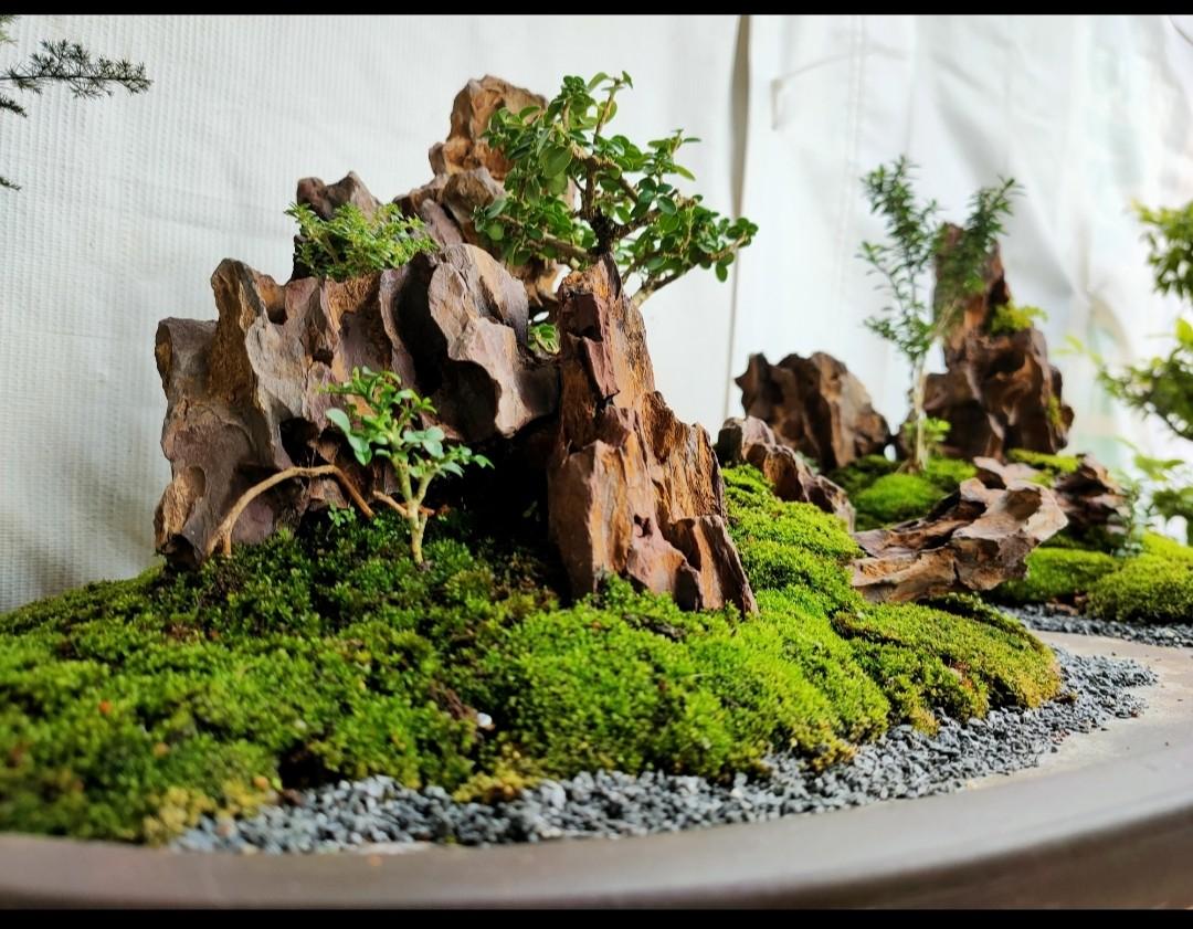 Bonsai Landscaping, Furniture & Home Living, Gardening, Pots & Planters