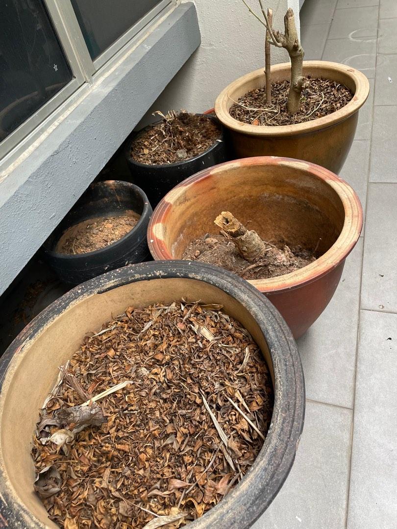 FREE! Pots with soil, Furniture & Home Living, Gardening, Pots