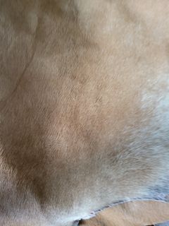 (Category: ) located in . Submitted by pudaotter (Listing ID 1194223302, Image 1). Description: .