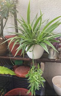 (Category: ) located in . Submitted by zhfwang (Listing ID 1194274703, Image 1). Description: .