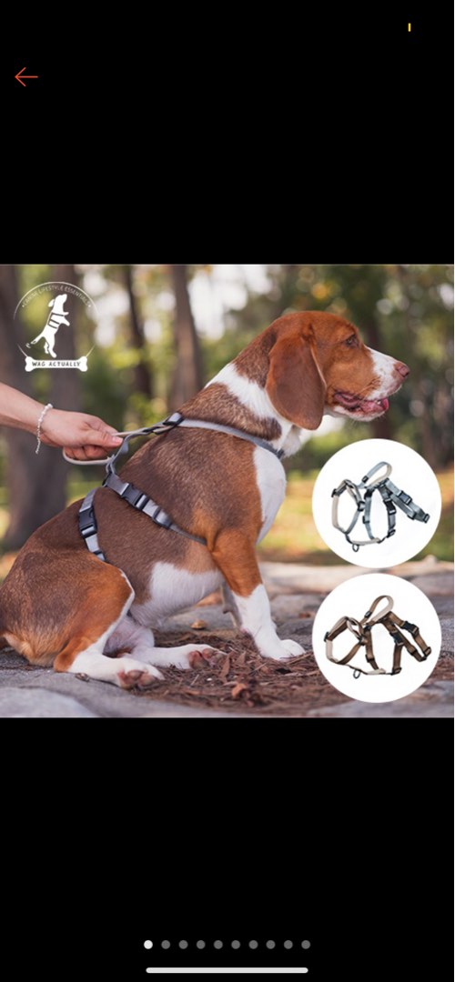 Beagle proof harness top