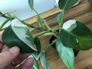(Category: ) located in . Submitted by juniperus (Listing ID 1194182018, Image 1). Description: .
