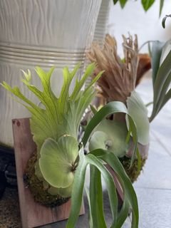 (Category: ) located in . Submitted by plantsparty (Listing ID 1187944811, Image 1). Description: .