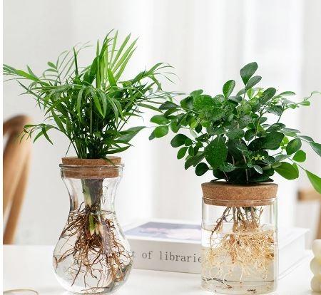 Transparent Simple Creative Hydroponics Plant Glass Vase Aquatic Green ...
