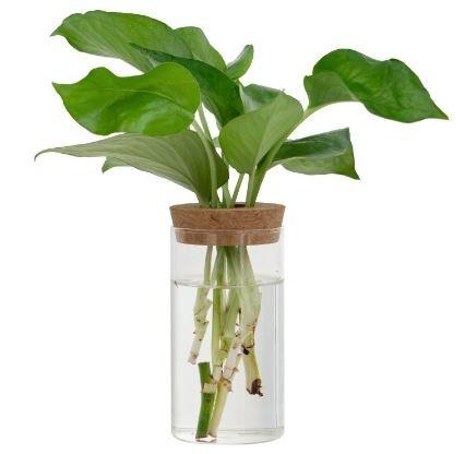 Transparent Simple Creative Hydroponics Plant Glass Vase Aquatic Green ...