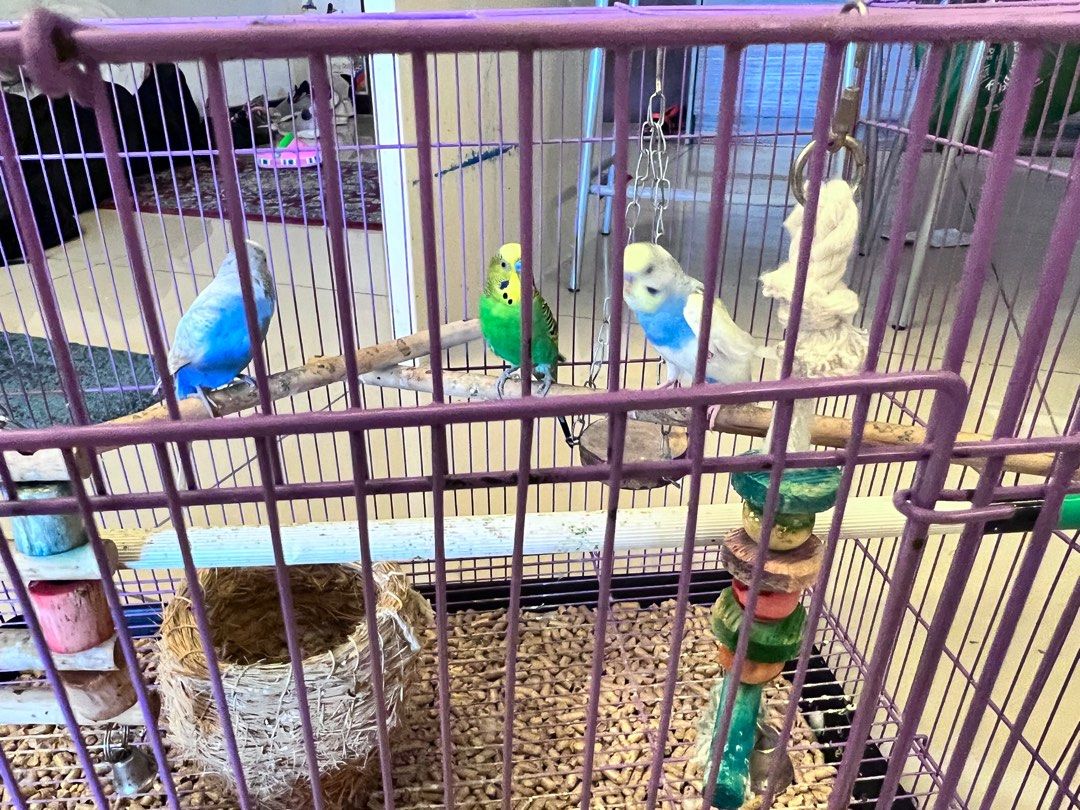 3 budgies in a cage discount
