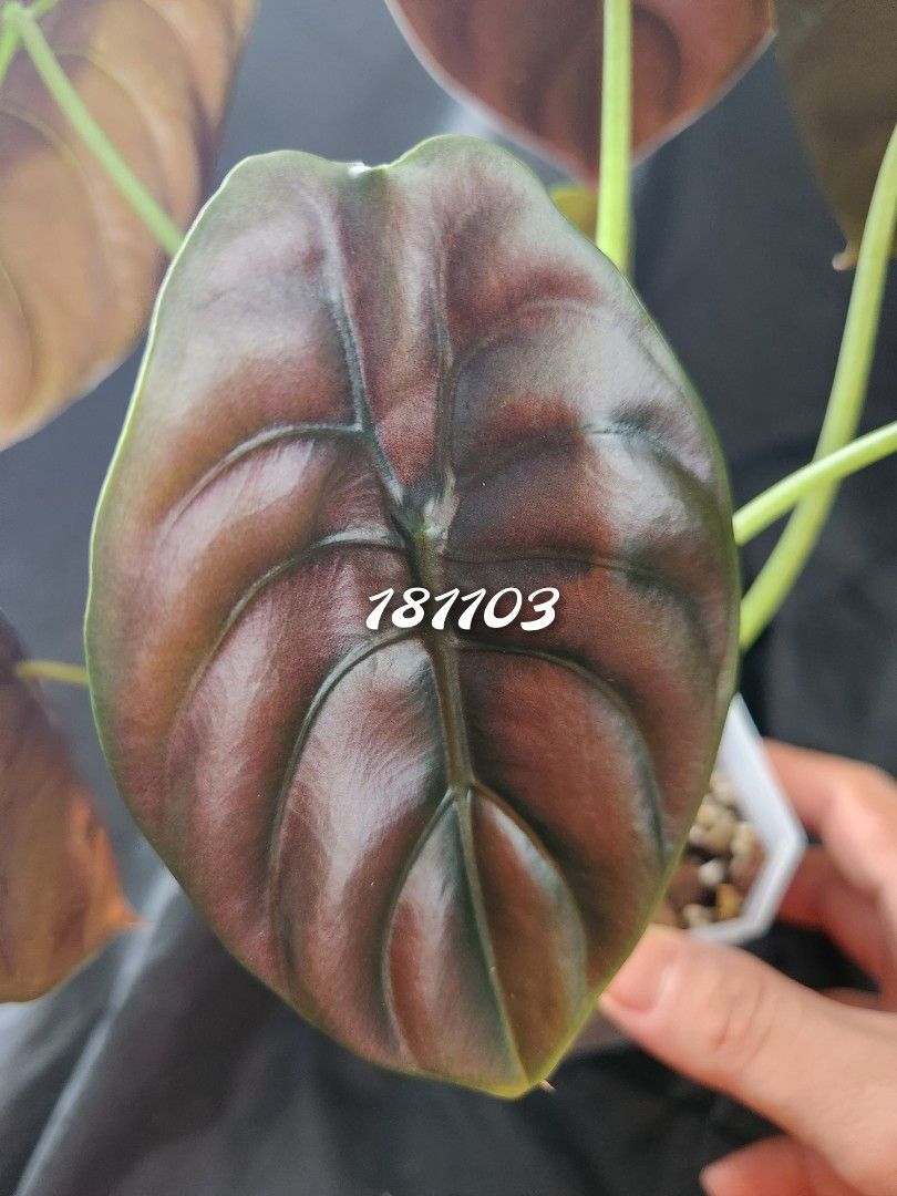 Alocasia Cuprea (Red Secret) - CNY Sale 10% Off, Furniture & Home ...