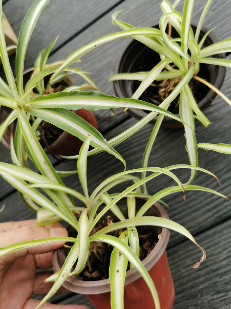 Baby spider plant, Furniture & Home Living, Gardening, Plants & Seeds