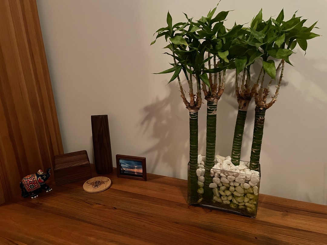 Bamboo Shoot Plant with Beautiful White Stone Glass Vase, 傢俬＆家居, 園藝, 植物