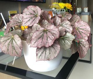 Begonia 