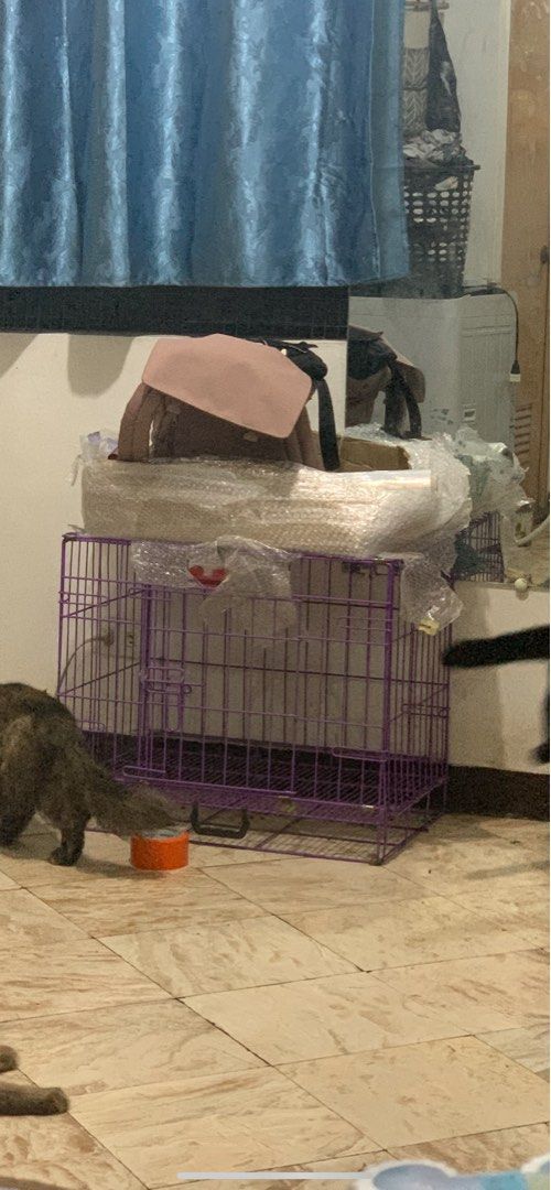 Cats litterbox & box.., Pet Supplies, Pet Food on Carousell