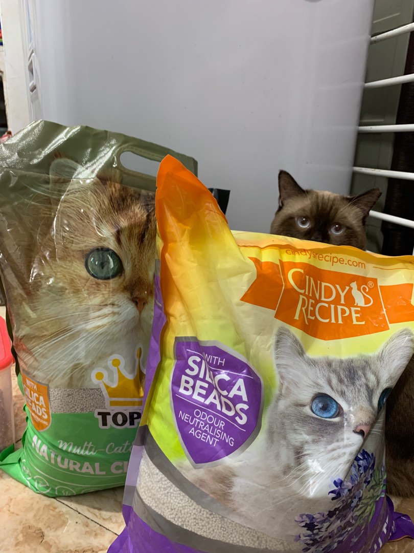 Cats litterbox & box.., Pet Supplies, Pet Food on Carousell