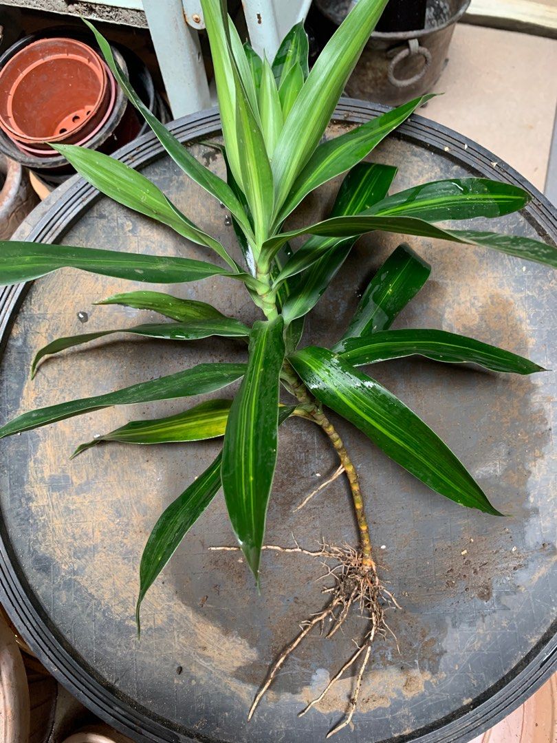 Dracaena Cuttings (no roots) (Category: Plants & Seeds) located in Quezon City. Submitted by vast_declutter_now (Listing ID 1198004985, Image 2). Description: If you would like some Dracaena cuttings for free, let me know. I’ll cut off some stalks and you can arrange for delivery to your place from my place in Quezon City. The cuttings don’t have roots. The second picture is of a cutting I just stuck into a pot. It will grow roots in a few weeks.