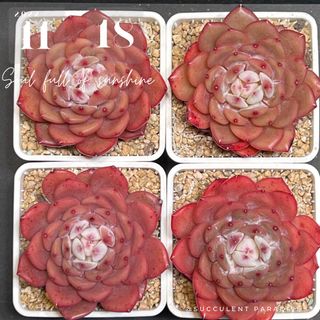 (Category: ) located in . Submitted by Succulent_Paradise (Listing ID 1197995749, Image 1). Description: .