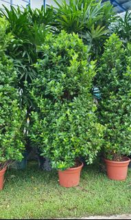 (Category: ) located in . Submitted by urban.cultivar (Listing ID 101553031, Image 1). Description: .