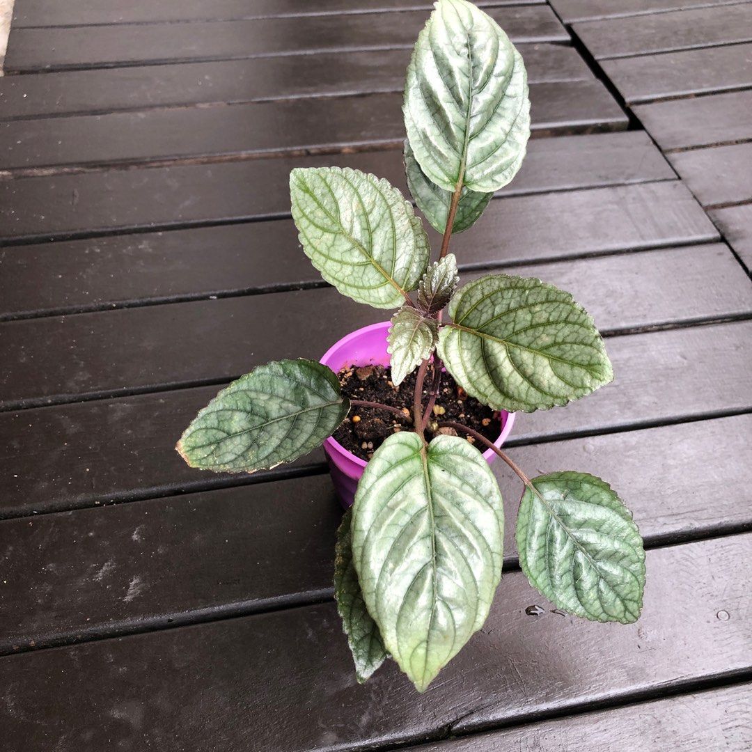 Waffle Plant, Furniture & Home Living, Gardening, Plants & Seeds on