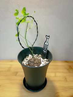（分類：）位於 。 由 Buddyofthewild 提交（商品編號 1194467380，圖片 1）。簡介： 。