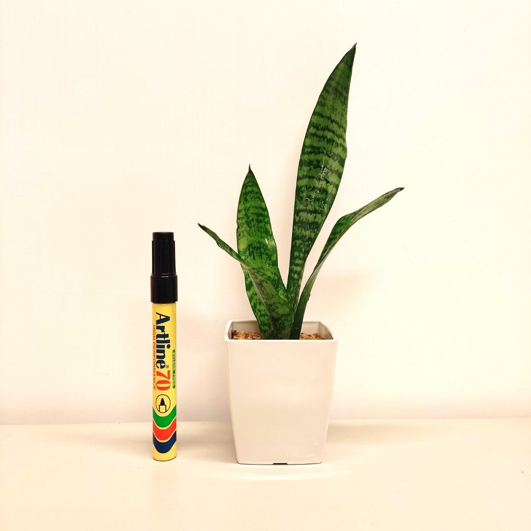 精品 小虎尾蘭 銀脈虎尾蘭虎皮蘭淨化空氣植物盆栽小盆栽幼苗風水招財財運愛情空氣淨化水種植物水培植物辦公室植物室內植物