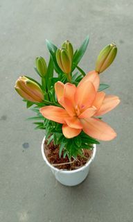 🍂 Stargazer Flowering Plant ( Orange )