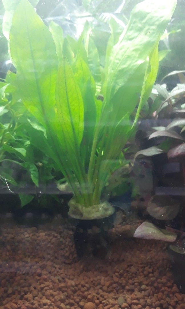 Amazon swords, Everything Else on Carousell