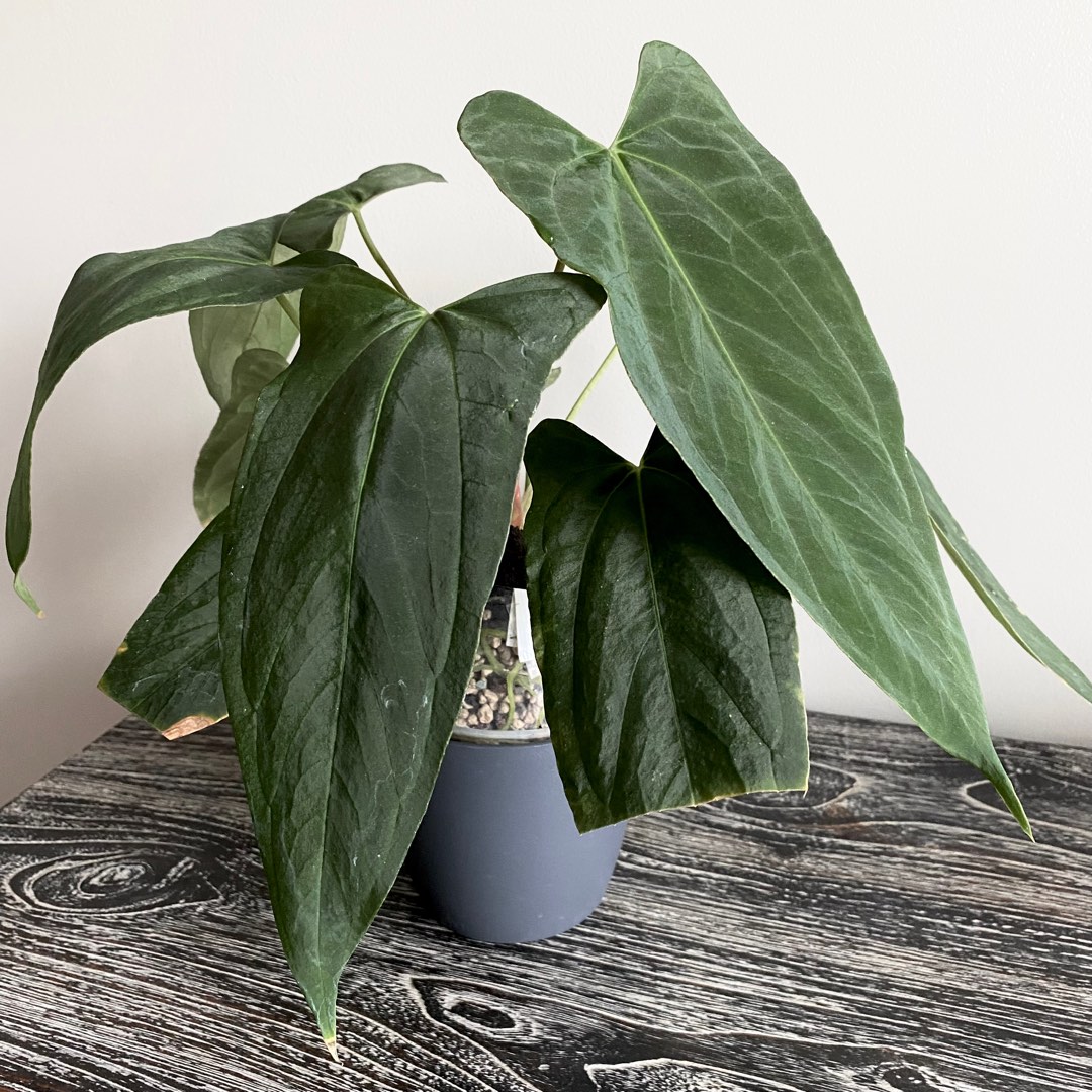 Anthurium Ralph Lynam / アンスリウム・ラルフ・リナム Anthurium Ralph Lynam / アンスリウム・ラルフ・リナム②