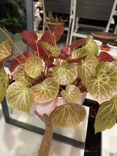 Begonias  JUMPO