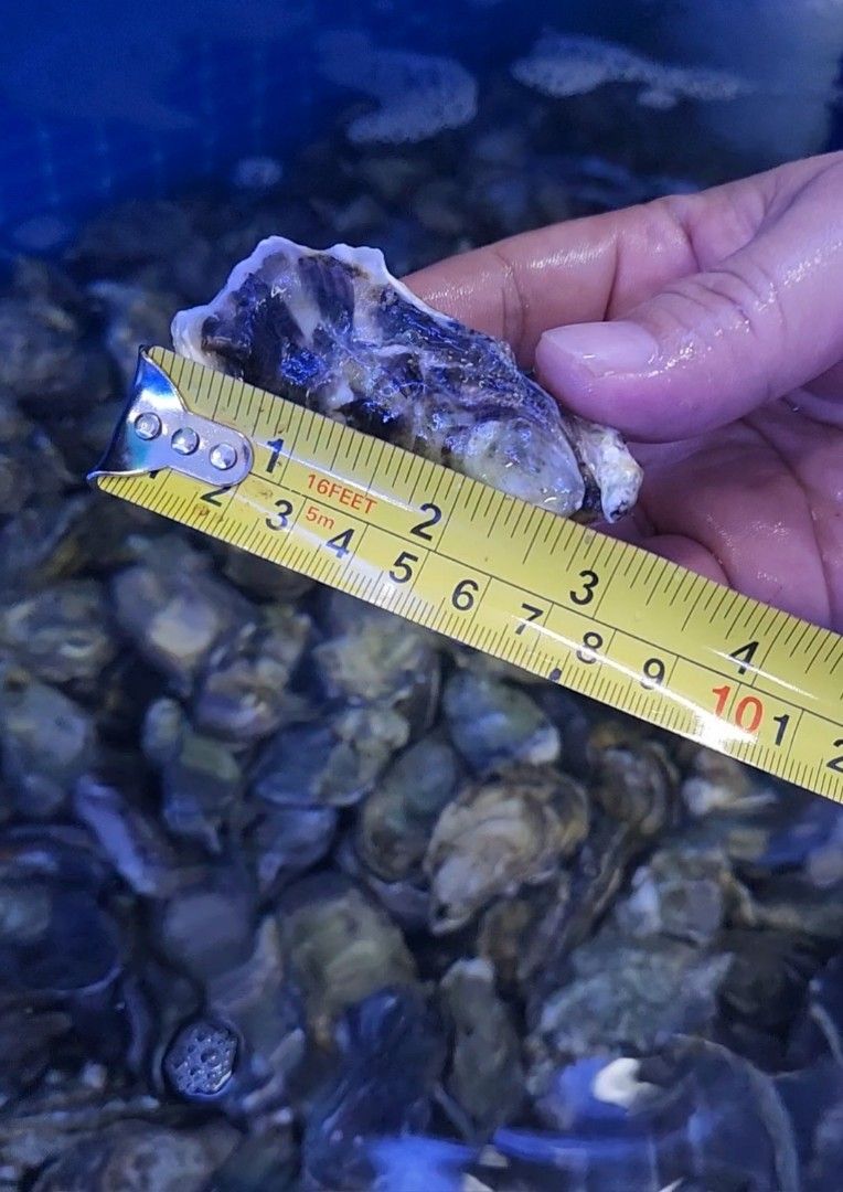 Canadian Oyster (Bulk), Food & Drinks, Fresh Produce on Carousell