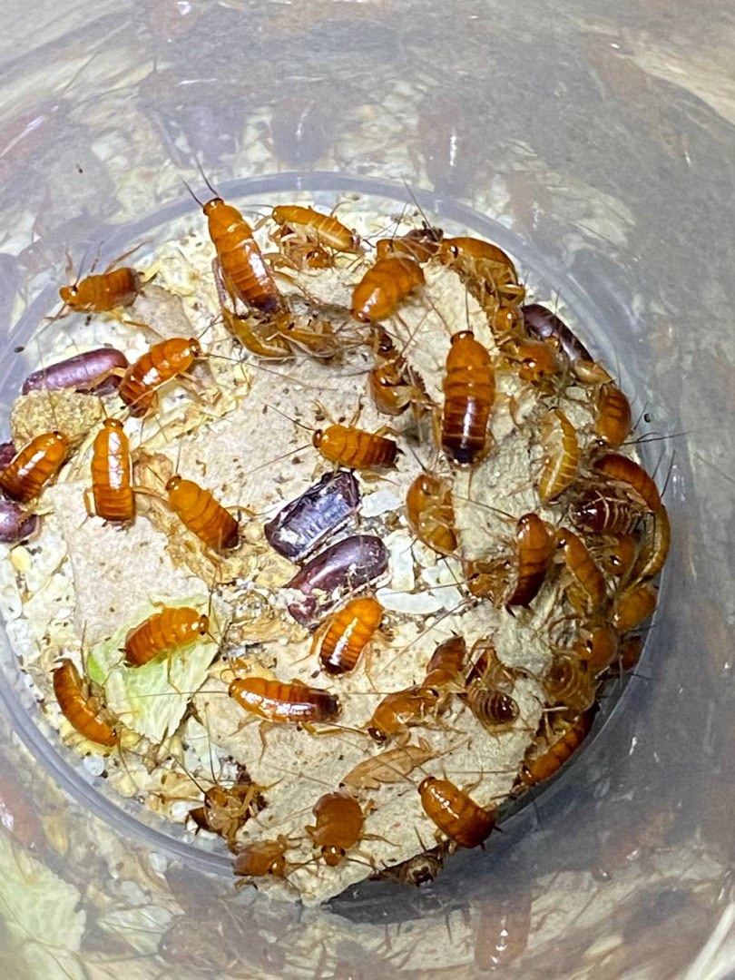 Roaches feeder, Pet Supplies, Pet Food on Carousell