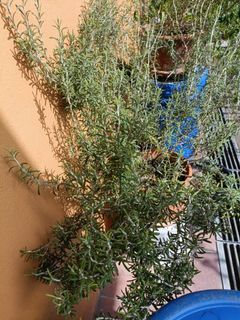 Rosemary cuttings