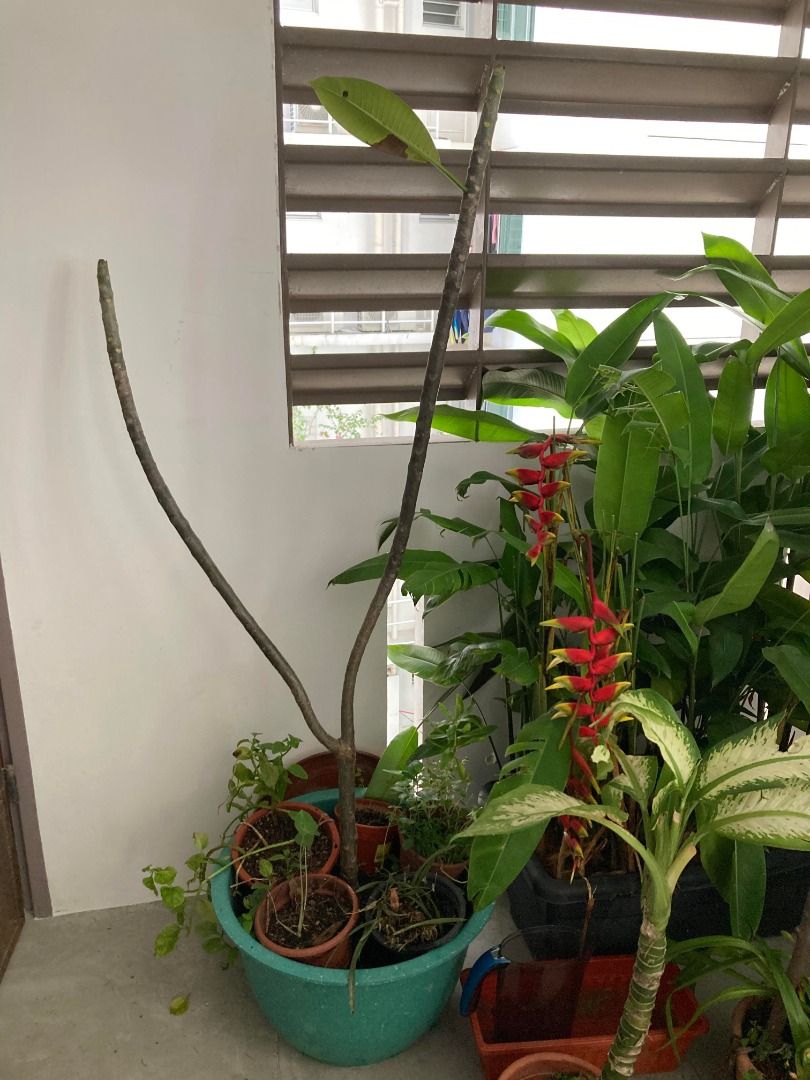 Take all. Assorted Plant bargain! Heliconia 1.5m (Lobster Claw; False