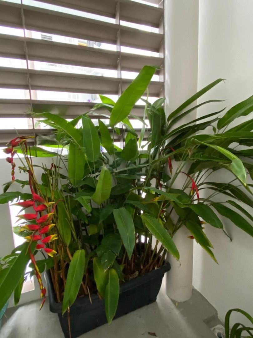 Take all. Assorted Plant bargain! Heliconia 1.5m (Lobster Claw; False