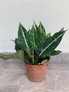 (Category: ) located in . Submitted by sera_garden (Listing ID 1198533907, Image 1). Description: .