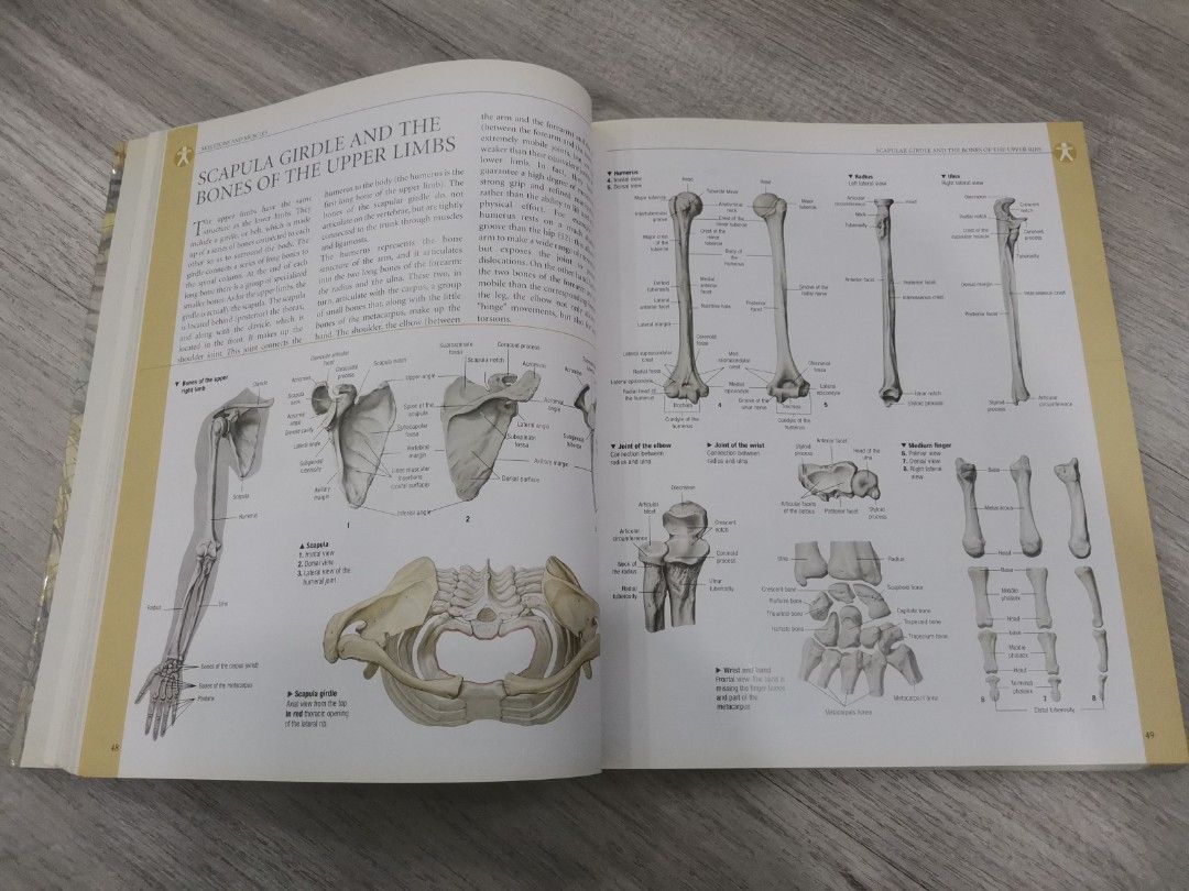 Atlas of Human Anatomy, Hobbies & Toys, Books & Magazines, Textbooks on ...