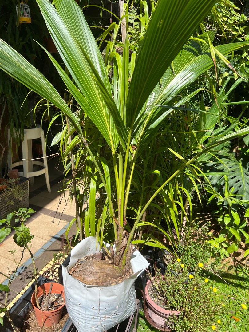 Baby coconut plant, Furniture & Home Living, Gardening, Plants & Seeds