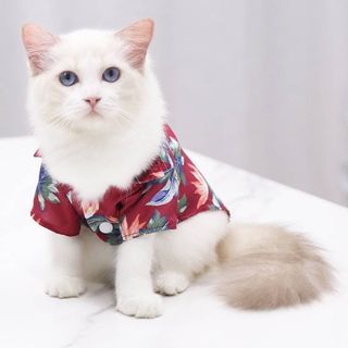 (Category: ) located in . Submitted by Kit_Tan (Listing ID 1198546247, Image 1). Description: .
