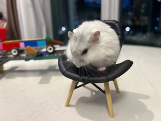 Hamster boarding near cheap me