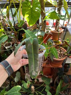 (Category: ) located in . Submitted by chlorophiles (Listing ID 1198516119, Image 1). Description: .