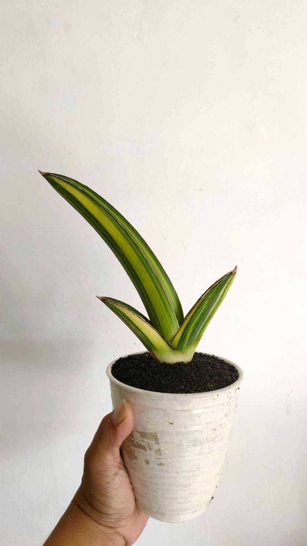 Sansevieria Samurai Salaf Variegated Bare Rooted 13327 Furniture And Home Living Gardening 