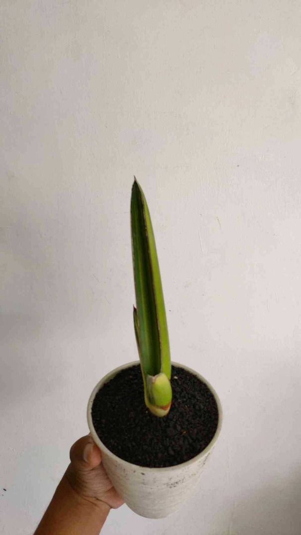 Sansevieria Samurai Salaf Variegated Bare Rooted 13327 Furniture And Home Living Gardening 