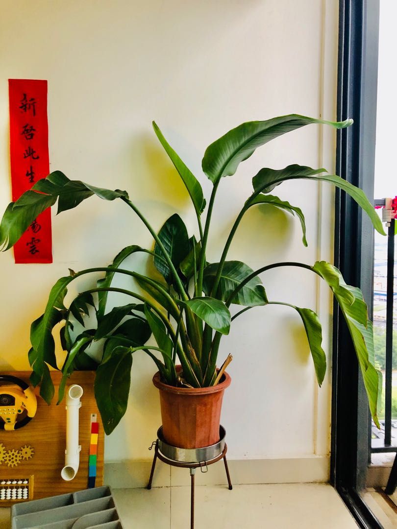 Strelitzia Nicolai Real Plant, Giant Banana Leave Plant, Furniture