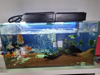 (Category: ) located in . Submitted by rocpad (Listing ID 1198764386, Image 1). Description: .