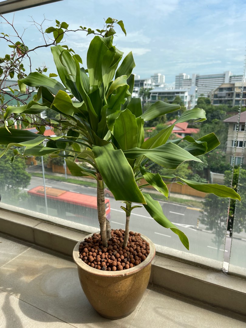 Rich Tree PLANT with the medium pot, Furniture & Home Living, Gardening ...