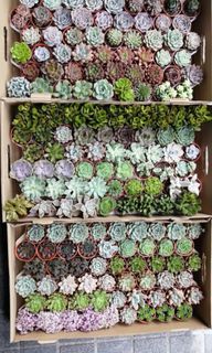 Succulents