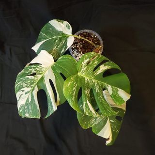 🌱 Monstera albo 4 leaves established (09)