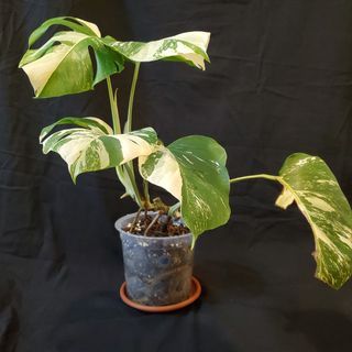🌱 Monstera albo 5 leaves established (08)