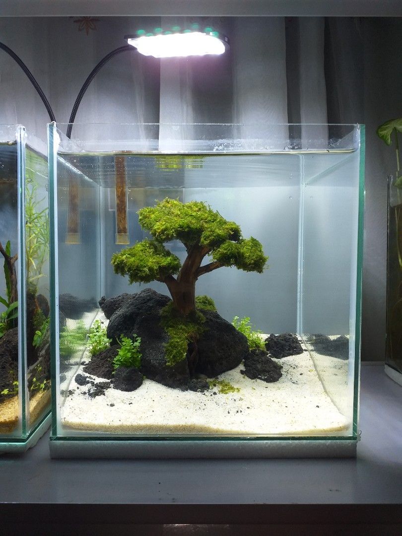 Aquarium fish tank setup bonsai themed aquascape, Pet Supplies, Homes