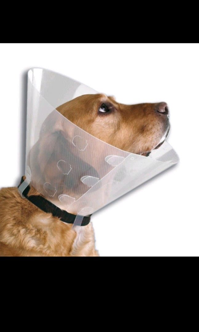 Classic Buster Dog surgery cone