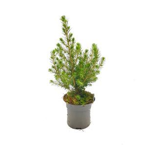 Mini table top Christmas Tree Xmas Holland Picea glauca conica
