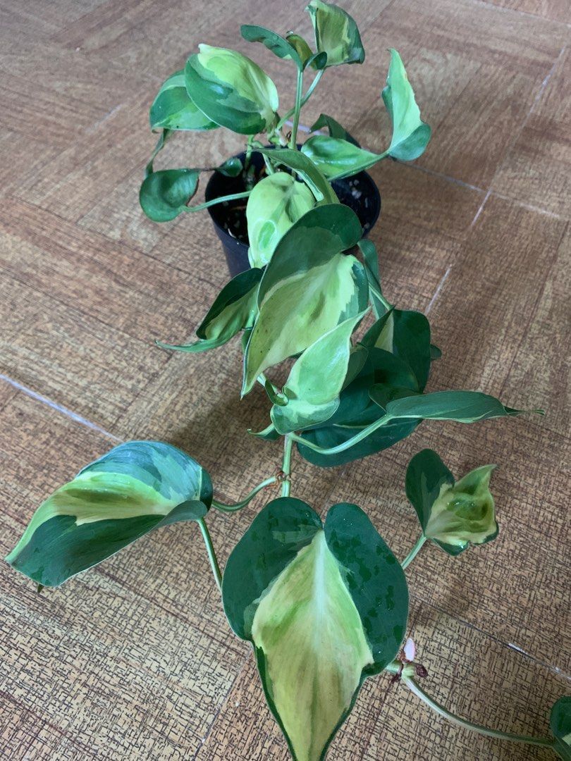 Philodendron Cream Splash – Lost In The Forrest - Foto 9