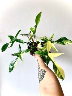 (Category: ) located in . Submitted by foliageandfins (Listing ID 1198931222, Image 1). Description: .